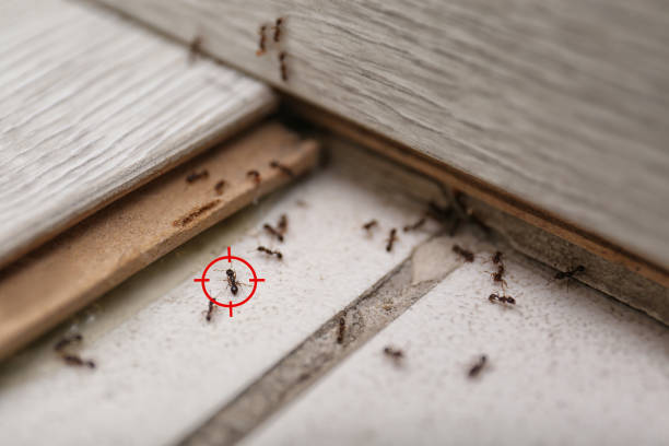 Best Pest Inspection Near Me  in Mcchord Af, WA
