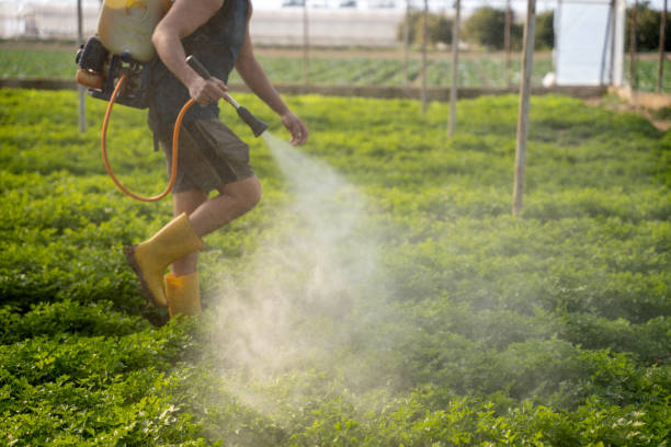 Best Pest Control for Homes  in Mcchord Af, WA