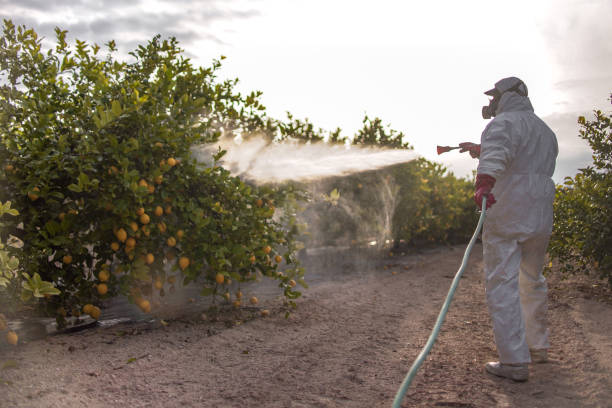 Best Pest Control Near Me  in Mcchord Af, WA