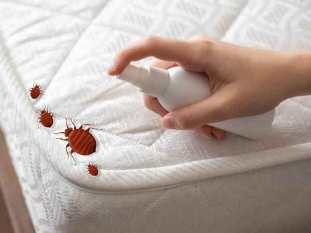 Best Insect Control  in Mcchord Af, WA
