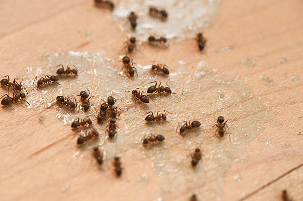 Best Wasp Removal Services  in Mcchord Af, WA