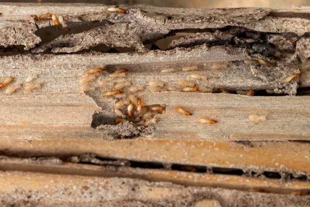 Best Flea Control Services  in Mcchord Af, WA
