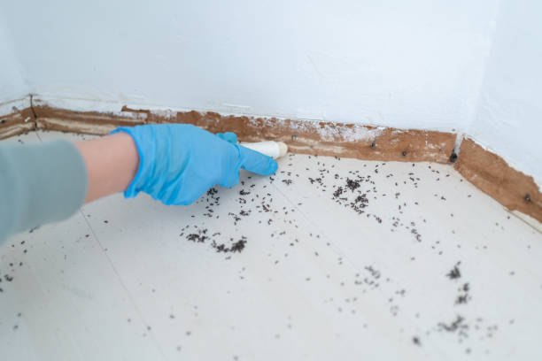 Professional Pest Control in Mcchord Af, WA